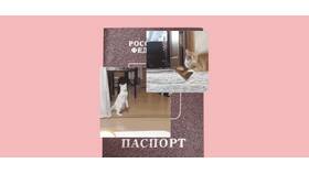 Потеряла паспорт: что делать и куда обращаться в Gipfel